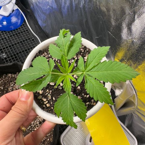 Genética X-2 growlog timeline photo