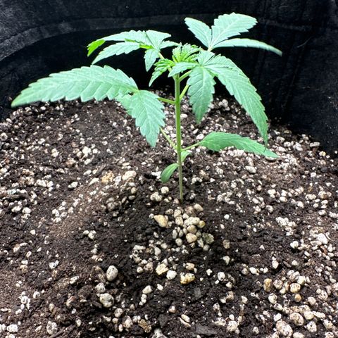 Strick Gorilla 4# growlog timeline photo