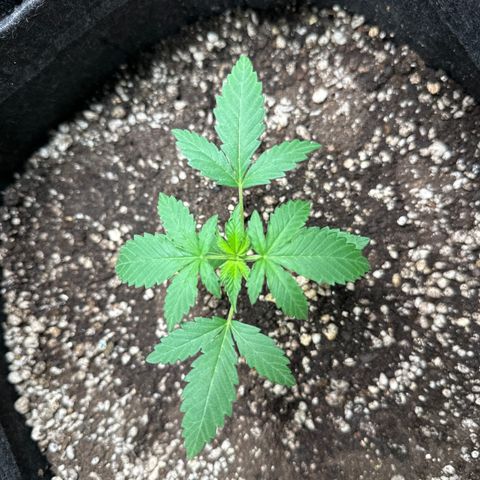 Strick Gorilla 4# growlog timeline photo