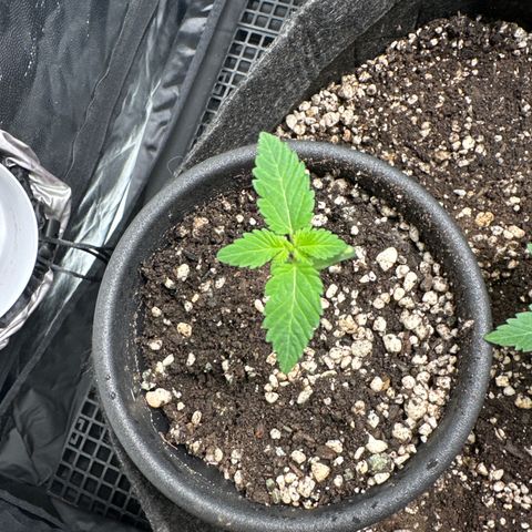 Violet Wedding Cake growlog timeline photo