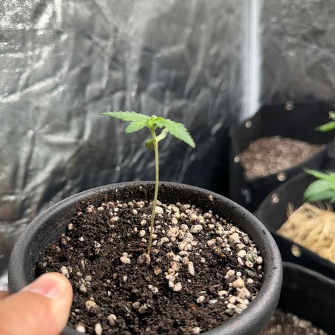 Violet Wedding Cake growlog timeline photo