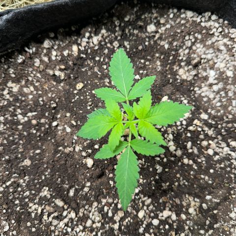 24k GOLD growlog timeline photo