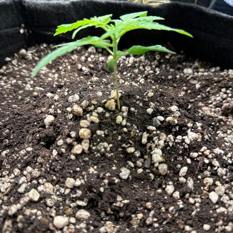 24k GOLD growlog timeline photo