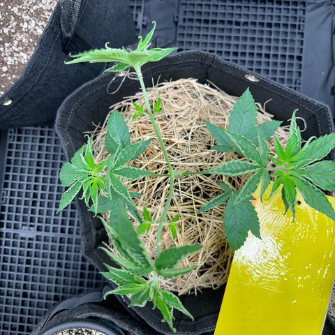 Genética X-1 growlog photo: Amarração pós poda