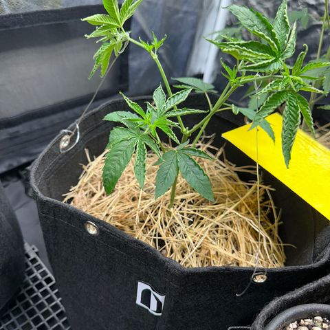 Genética X-1 growlog photo: Amarração pós poda