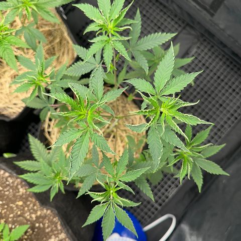 Apple Fritters growlog timeline photo