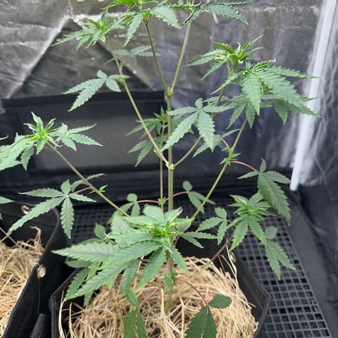 Apple Fritters growlog timeline photo