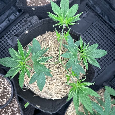 Genética X-1 growlog timeline photo