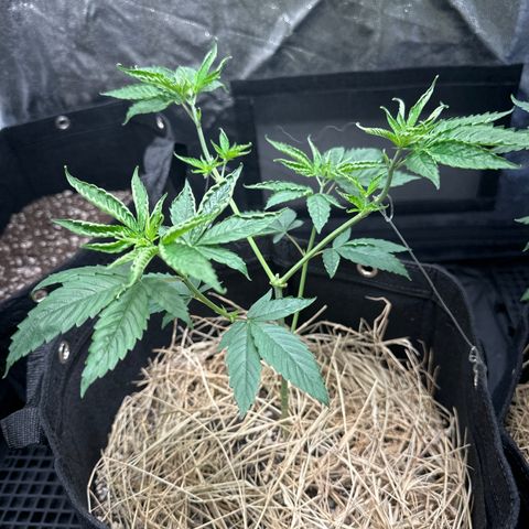 Genética X-1 growlog timeline photo