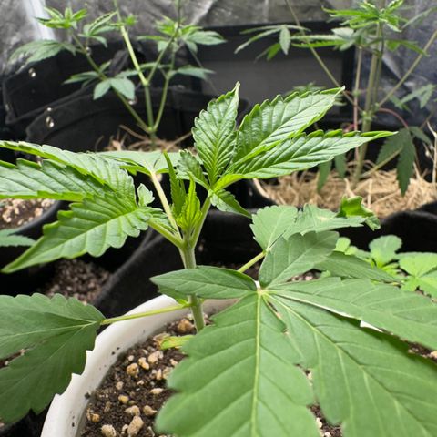 Genética X-2 growlog timeline photo
