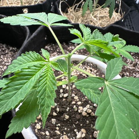 Genética X-2 growlog timeline photo