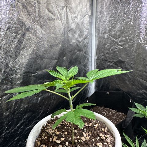 Genética X-2 growlog timeline photo