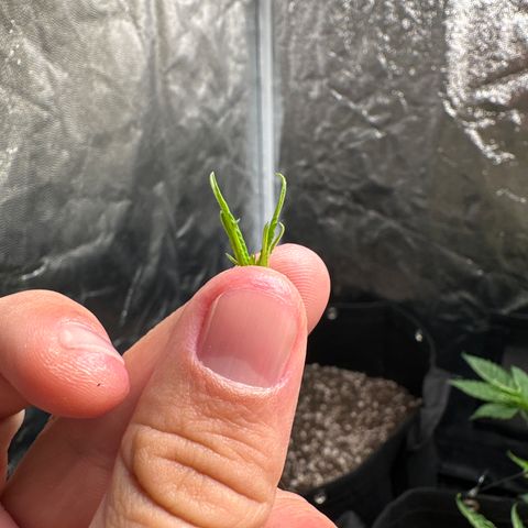 Genética X-2 growlog timeline photo