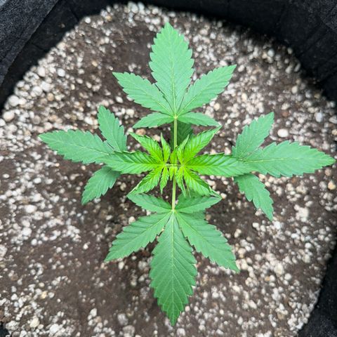 Strick Gorilla 4# growlog timeline photo