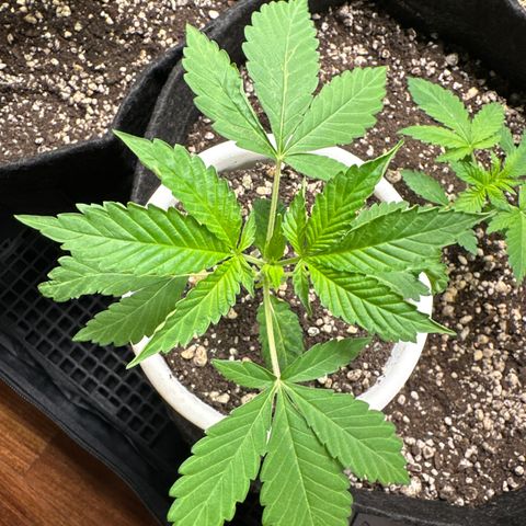 Genética X-2 growlog timeline photo