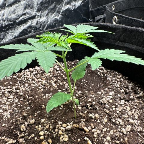 Strick Gorilla 4# growlog timeline photo