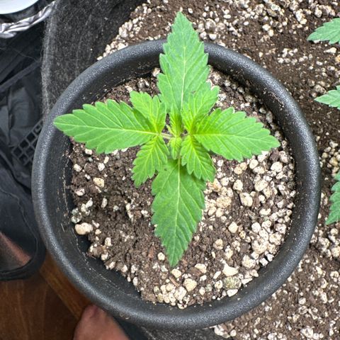 Violet Wedding Cake growlog timeline photo
