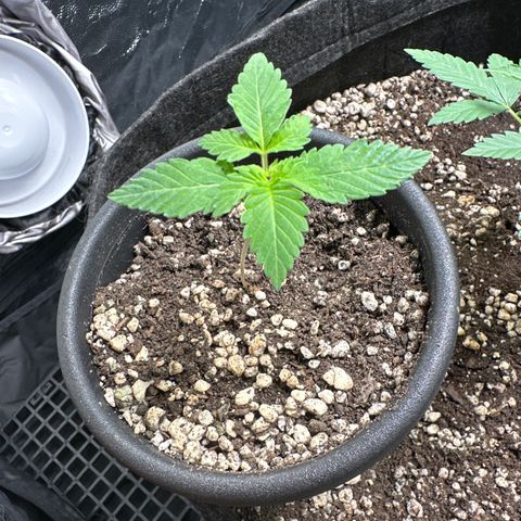 Violet Wedding Cake growlog timeline photo