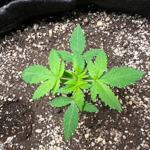 24k GOLD growlog timeline photo
