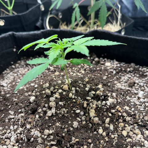 24k GOLD growlog timeline photo