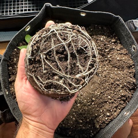 Genética X-2 growlog timeline photo