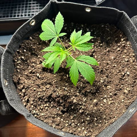 Genética X-2 growlog timeline photo