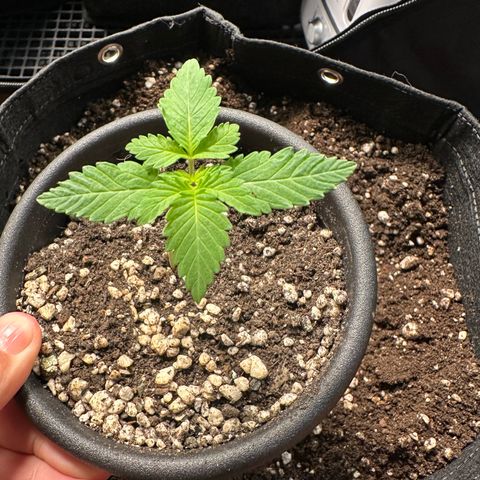 24k GOLD growlog timeline photo