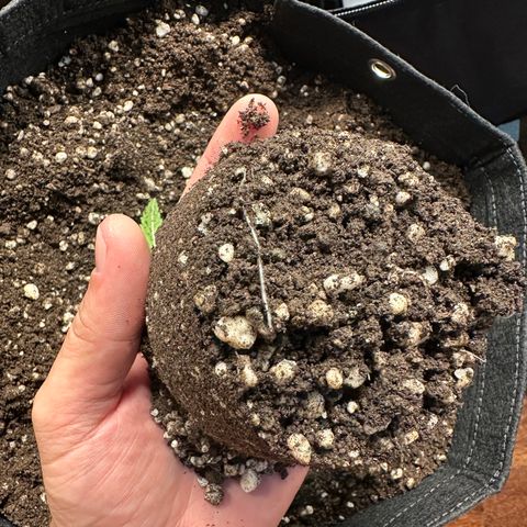 Violet Wedding Cake growlog timeline photo