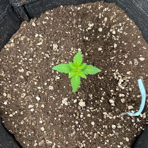 Violet Wedding Cake growlog timeline photo