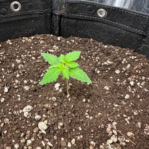 Violet Wedding Cake growlog timeline photo