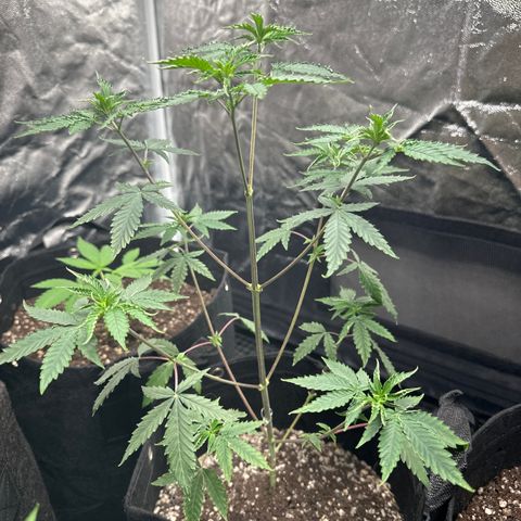 Apple Fritters growlog timeline photo