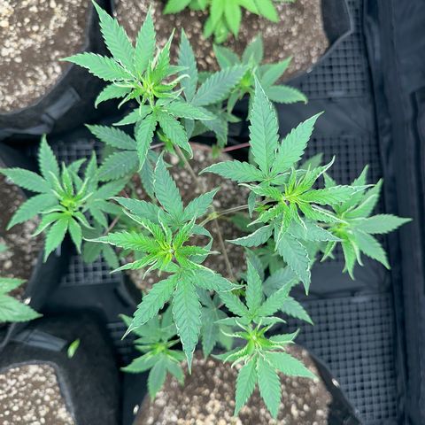 Apple Fritters growlog timeline photo