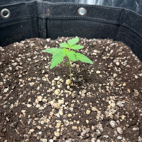 Violet Wedding Cake growlog timeline photo