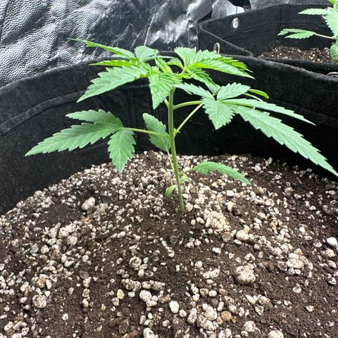 Strick Gorilla 4# growlog timeline photo