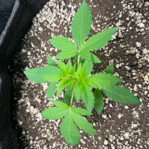 24k GOLD growlog timeline photo