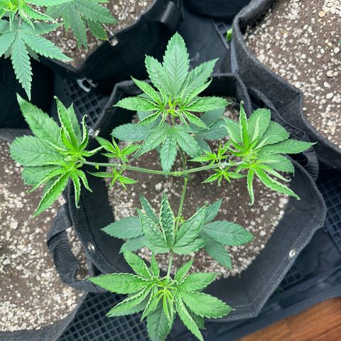 Genética X-1 growlog timeline photo