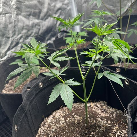 Genética X-1 growlog timeline photo