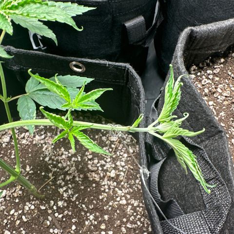 Genética X-1 growlog timeline photo