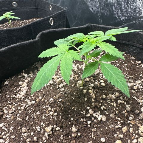 24k GOLD growlog timeline photo