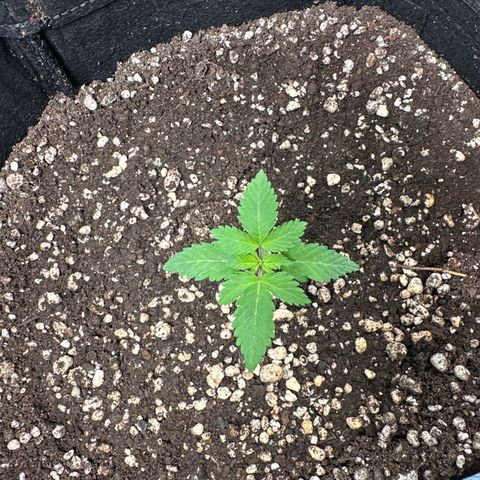 Violet Wedding Cake growlog timeline photo