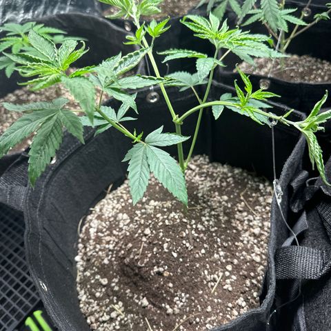 Genética X-1 growlog timeline photo