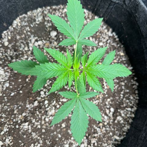 Strick Gorilla 4# growlog timeline photo