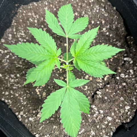 Genética X-2 growlog timeline photo