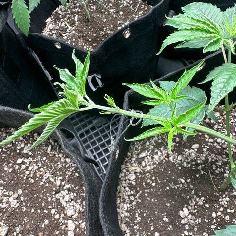 Genética X-1 growlog timeline photo