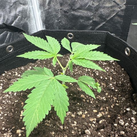 Genética X-2 growlog timeline photo