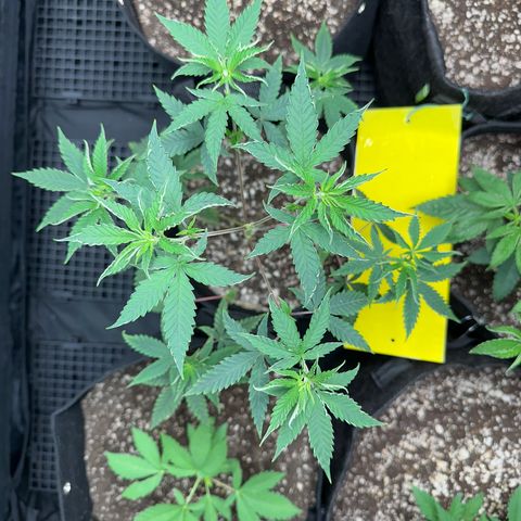 Apple Fritters growlog timeline photo