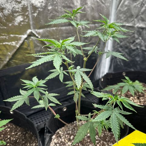 Apple Fritters growlog timeline photo