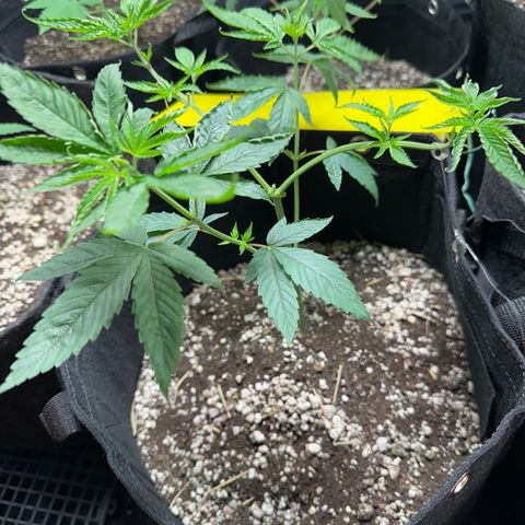 Genética X-1 growlog timeline photo