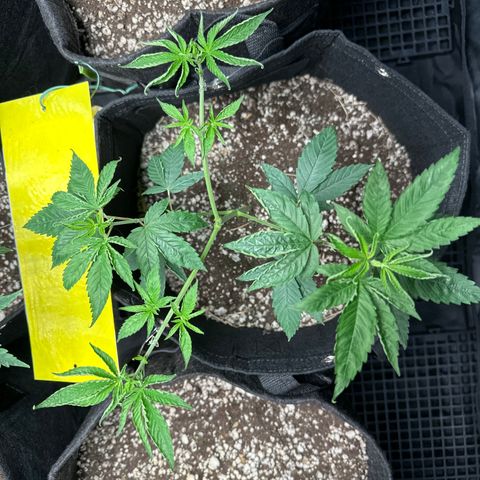Genética X-1 growlog timeline photo