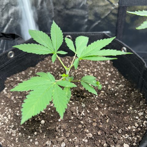 Genética X-2 growlog timeline photo